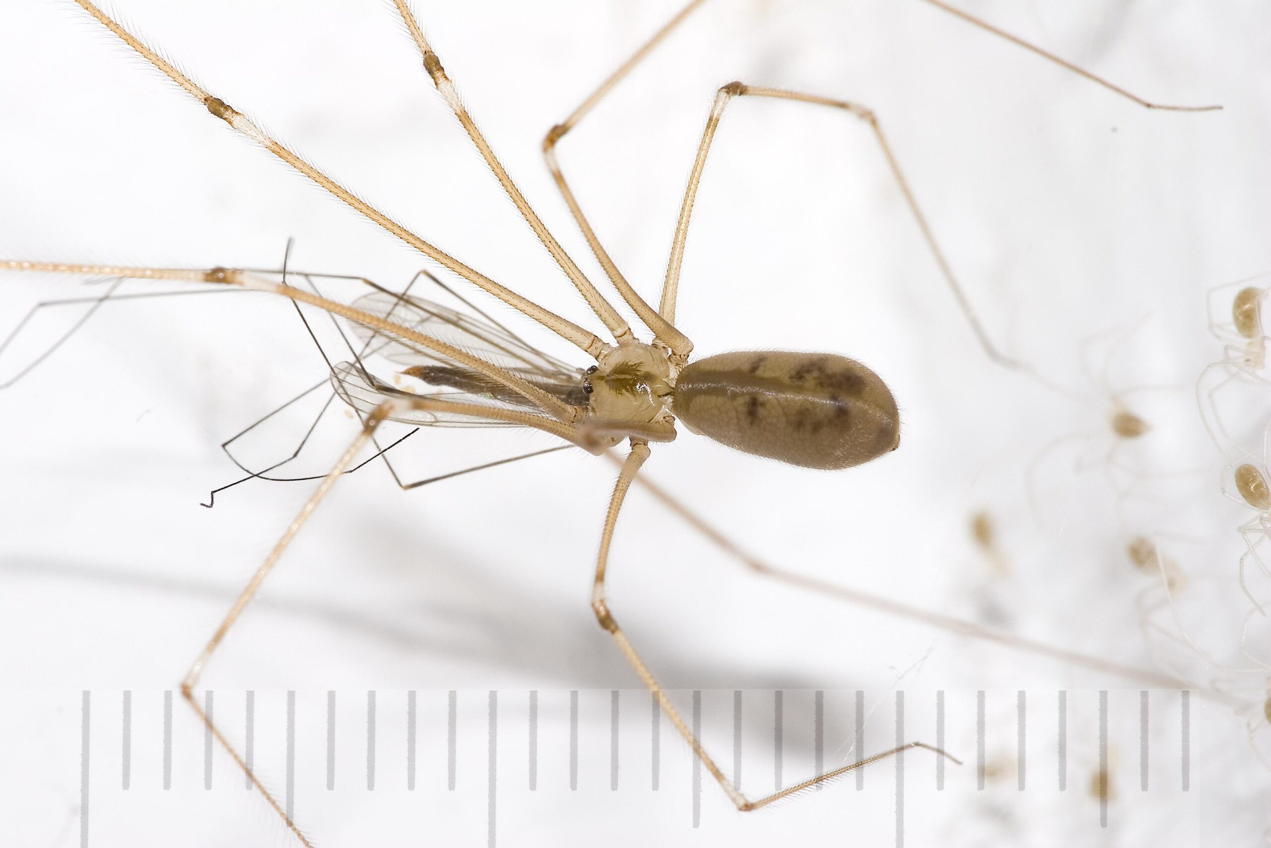 Long-bodied cellar spider, commonly known as 'Dead Daddy Longlegs', provided by Pest Me Off pest control services, specializing in safe and effective pest removal.