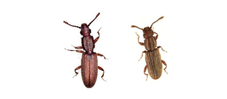 A close-up image of Merchant Grain Beetles, a common household pest, on a white background, provided by Pest Me Off Pest Control for easier identification.