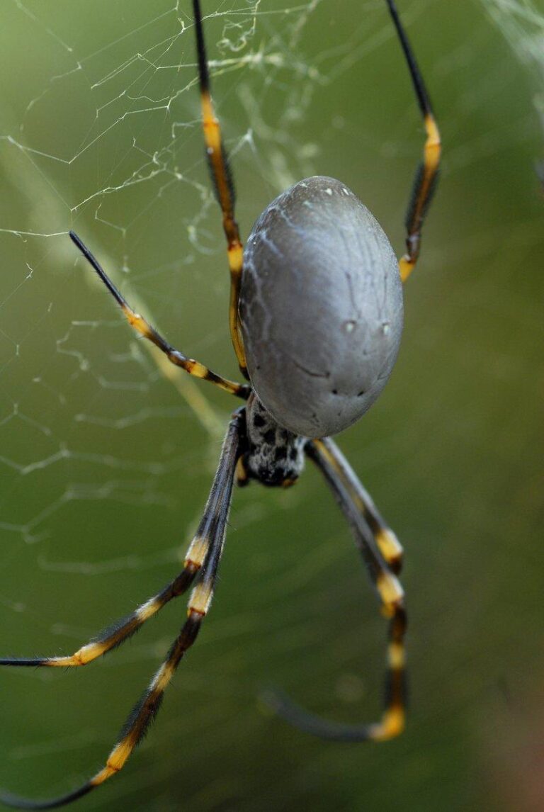 Orb Weaver spider expertly weaving its web, captured by Pest Me Off pest control services, specialized in safe and effective spider removals.