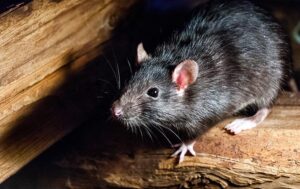 A roof rat spotted in a residential attic by Pest Me Off pest control team specialized in rodent eradication