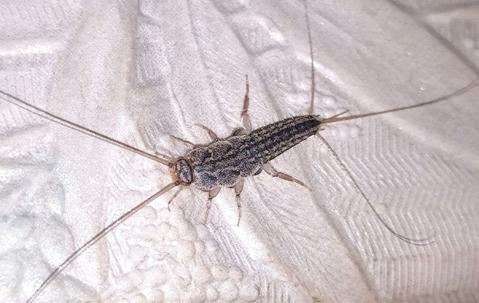 Silverfish insect found on a plastic bag, an indicator of pest infestation, image provided by Pest Me Off Pest Control services.