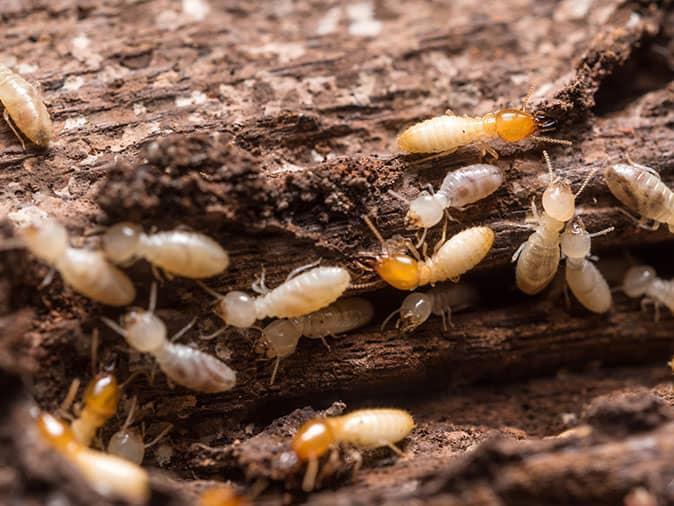 Subterranean termites infesting the interior of a wooden log, showcased by Pest Me Off pest control services.