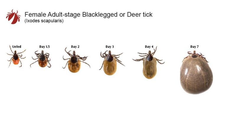 Various sizes of ticks showcased by Pest Me Off pest control, experts in pest eradication.