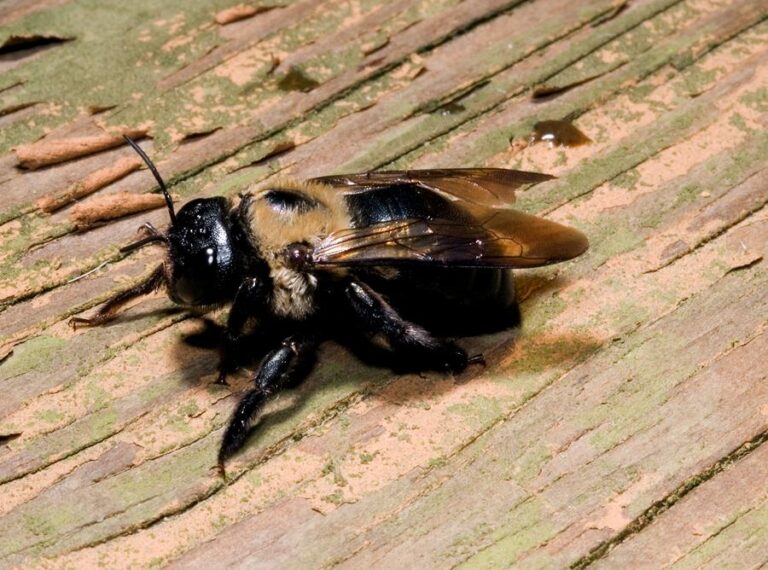 Carpenter bee resting on a wooden plank demonstrating potential pest issue in a residence, provided by Pest Me Off pest control services.