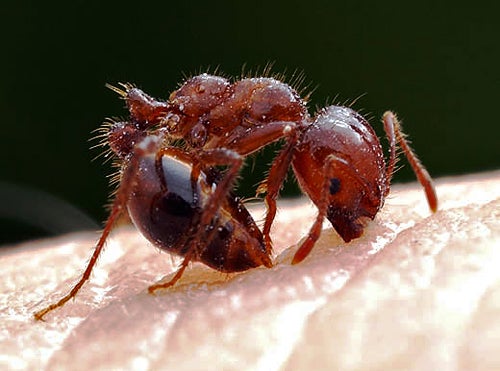 Close-up image of a fire ant stinging, provided by Pest Me Off pest control professionals