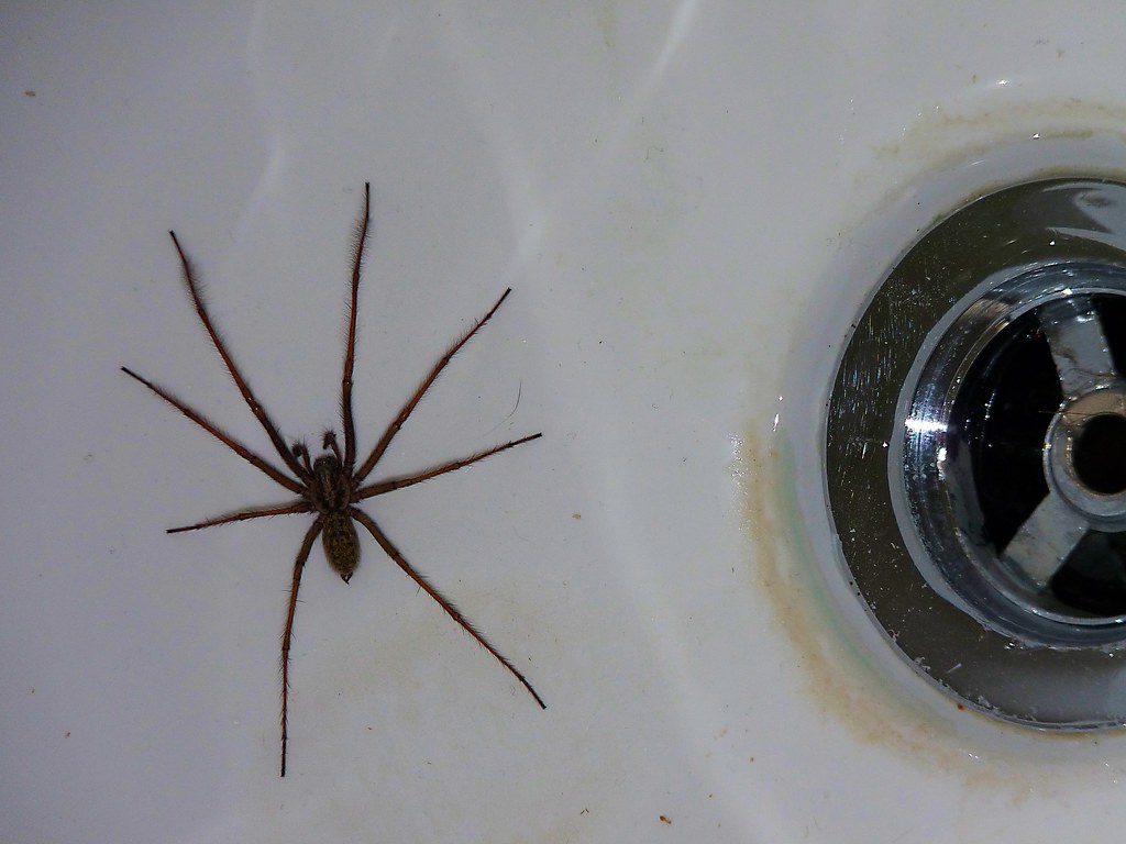 Close up view of a brown recluse spider dwelling in a sink, provided by Pest Me Off pest control services.