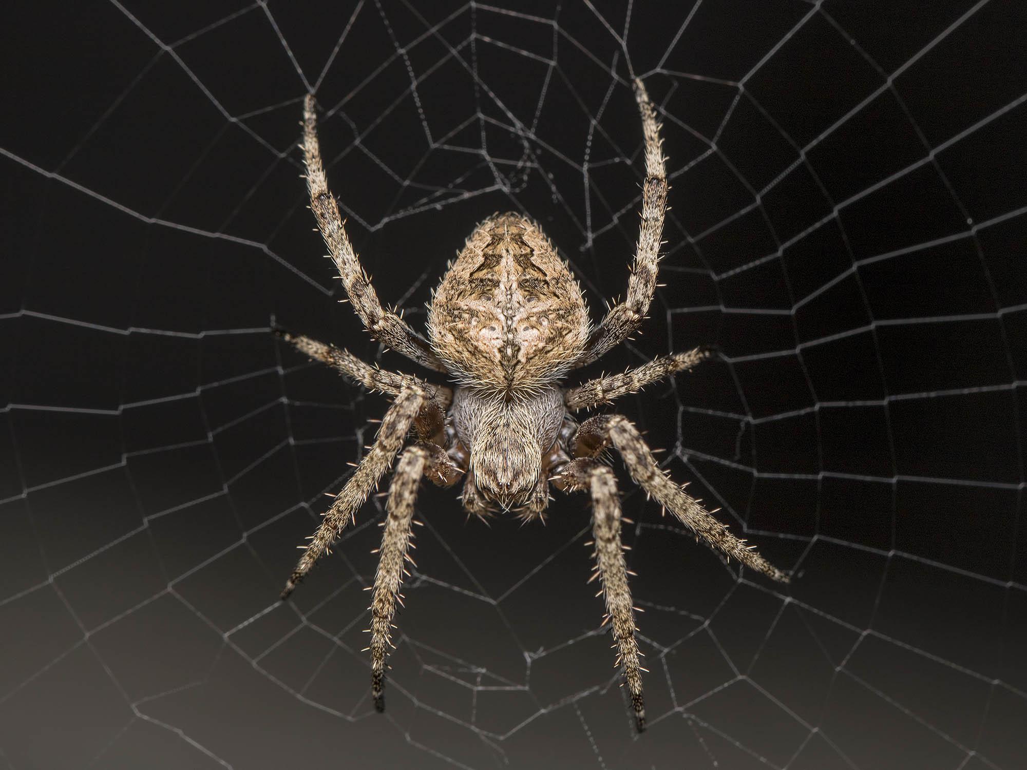 Orb Weavers