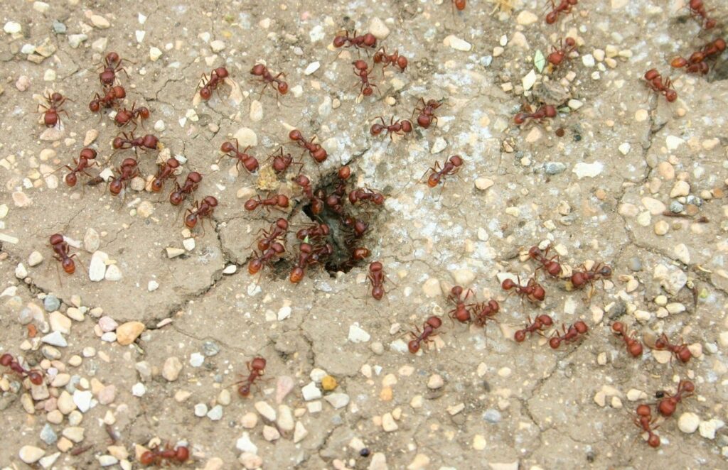A close-up view of a Harvester Ant nest treated by Pest Me Off pest control services
