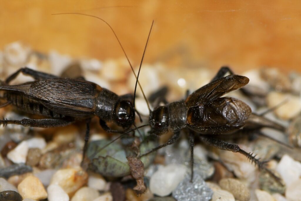 An image of pesky crickets hiding in gravel, captured by Pest Me Off pest control specialists