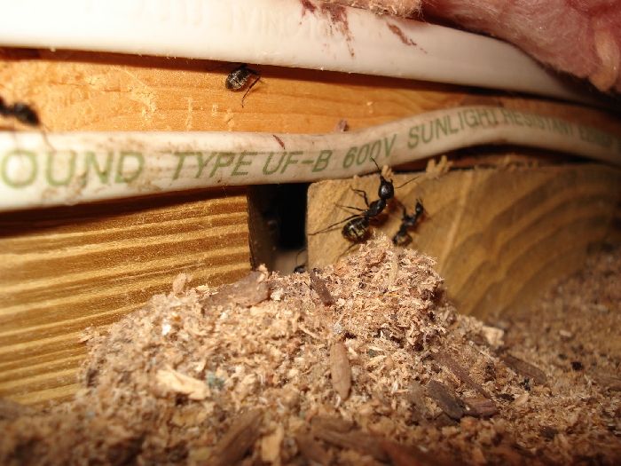 Close-up image of a carpenter ant found in an attic, provided by Pest Me Off pest control services