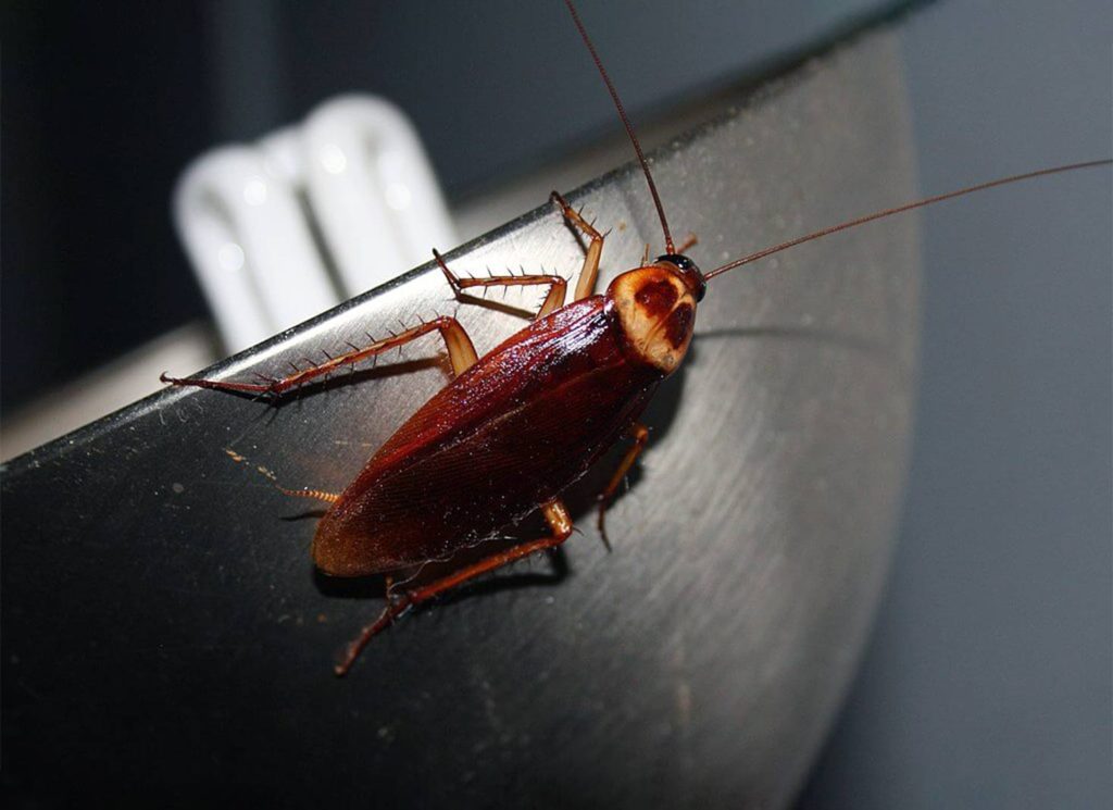 American Cockroach on a lamp as part of Pest Me Off pest control services, efficiently eliminating household pests.