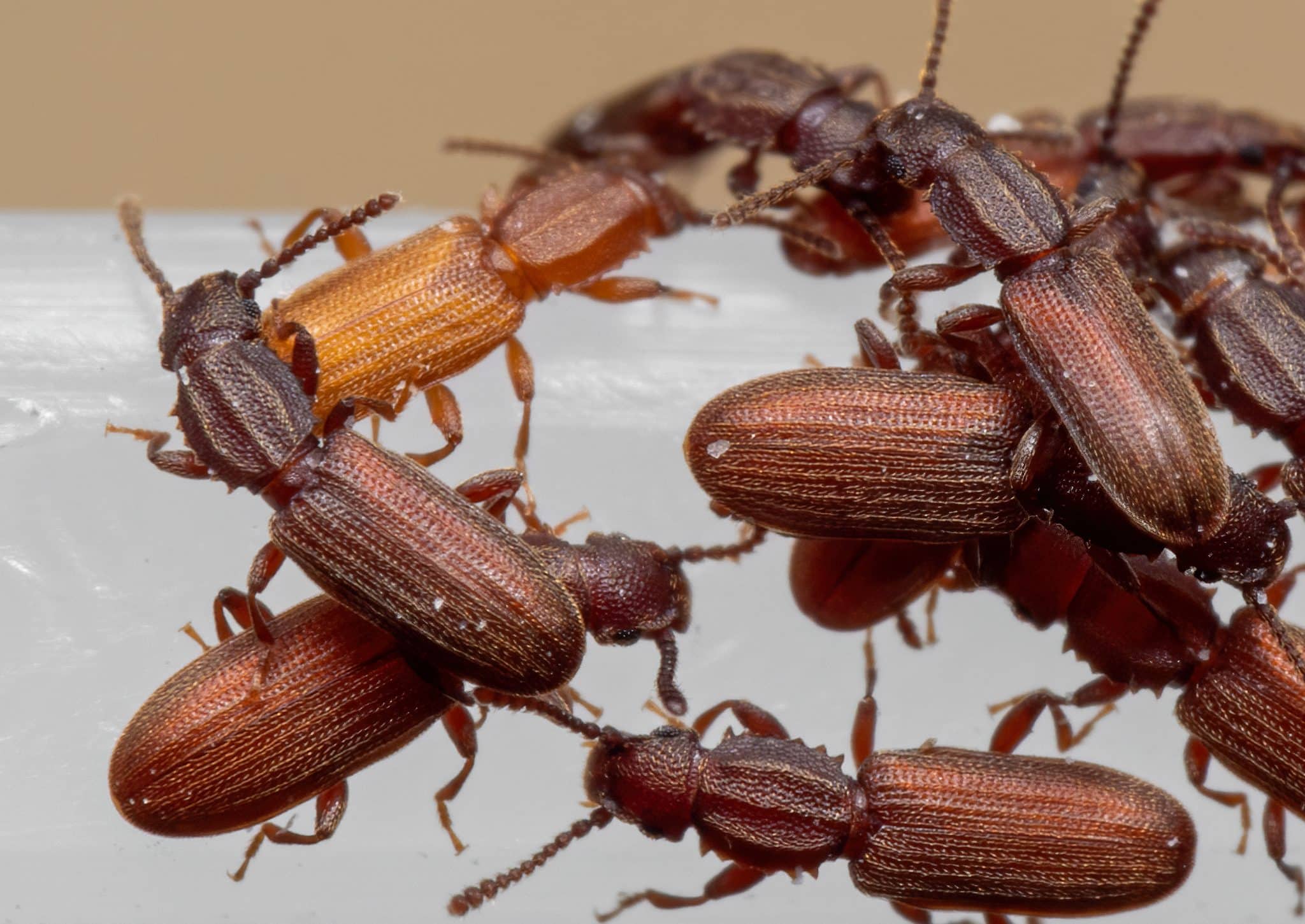 Close-up image of a Merchant Grain Beetle infestation, provided by Pest Me Off Pest Control services.