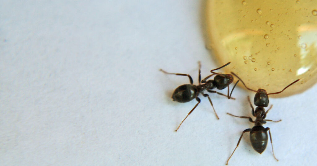 Small black ants feasting on a juice spill, highlighting the importance of pest control services offered by Pest Me Off.