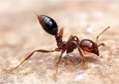 Image showing a fire ant in defensive position, representing the nuisance they can create. Get high-quality pest control solutions from Pest Me Off.