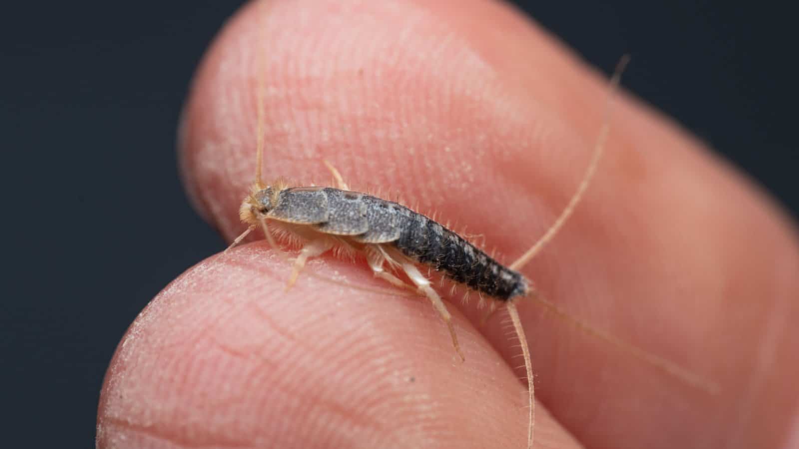 A pest control expert from Pest Me Off holding a silverfish, showcasing their expertise in pest removal