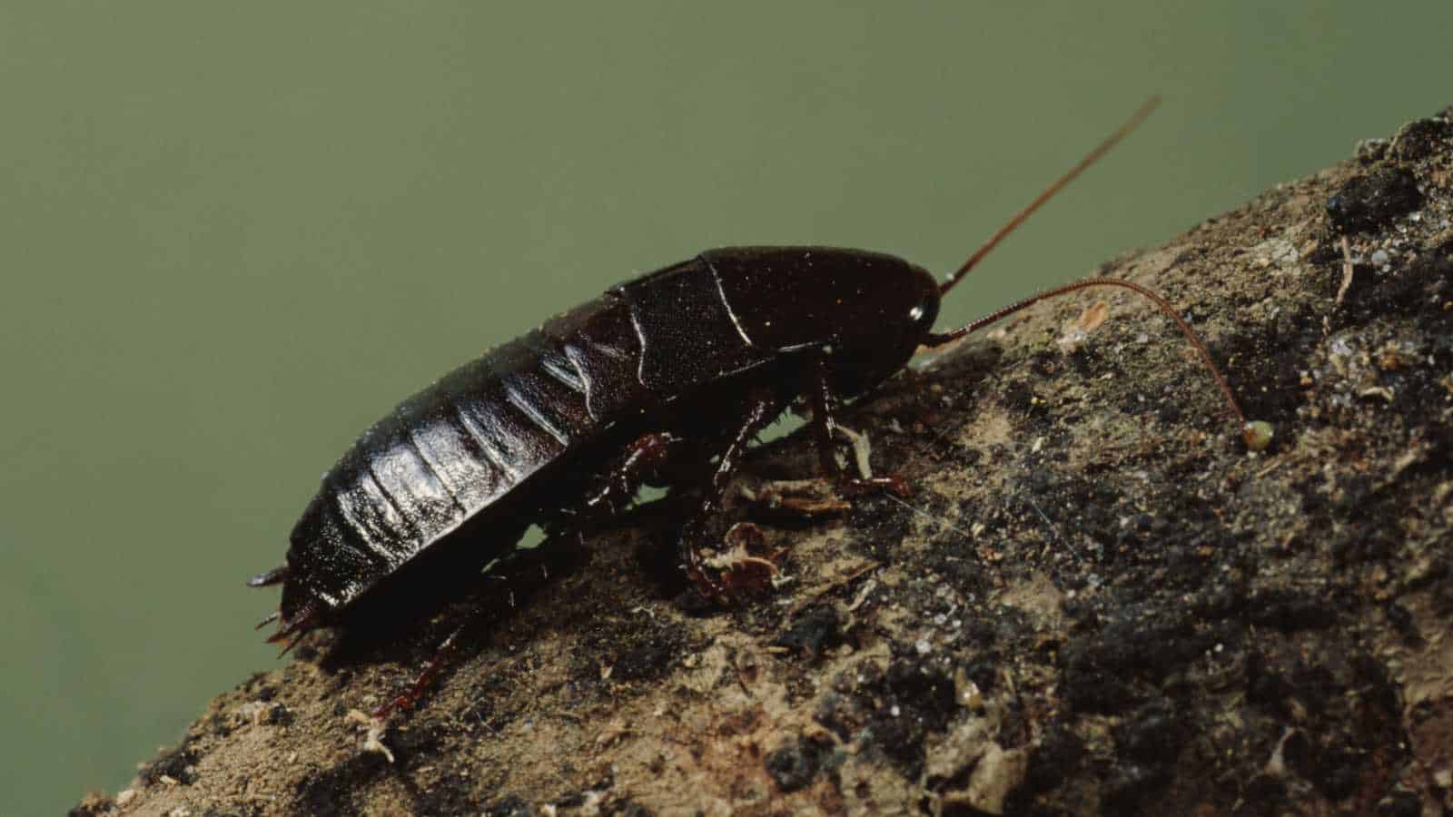 Oriental Cockroach swiftly climbing up a tree, provided by Pest Me Off pest control services dealing with rampant pest issues efficiently