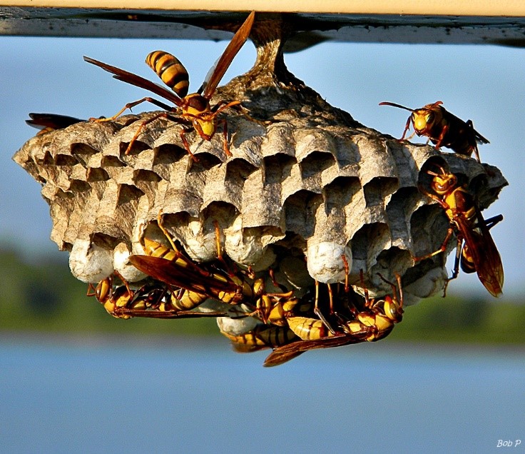 Paper wasps diligently tending to their nest captured by Pest Me Off pest control specialists