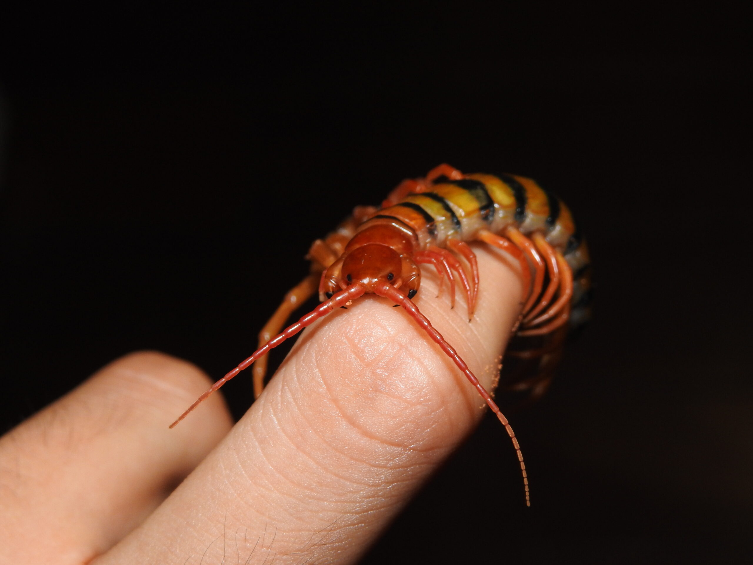 Closeup image of a harmless centipede resting on a human hand, handled by expert pest control professional from Pest Me Off pest control services