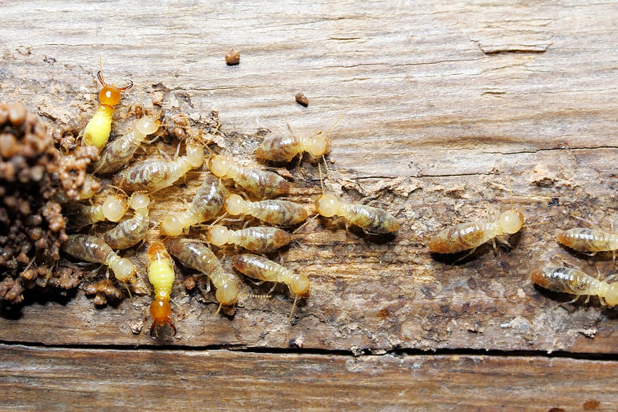 Close-up image of Formosan termites nestled in damaged wood, discovered by Pest Me Off pest control professionals