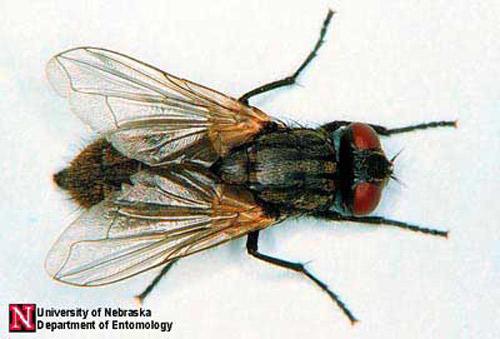 Close-up image of a house fly, also humorously known as a sky raisin, with explicit detail of its complex anatomy