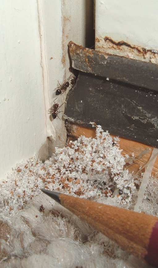 Visible damage caused by Acrobat Ants treated by Pest Me Off pest control services