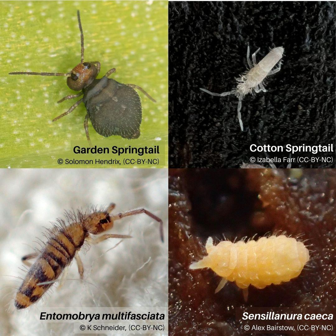 Various species of Springtails displayed for identification, provided by Pest Me Off pest control services for effective bug treatment solutions.