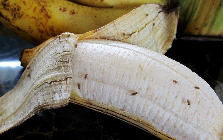 A cluster of fruit flies commonly known as banana flies infesting a ripe banana - image provided by Pest Me Off pest control company for pest management and elimination services.