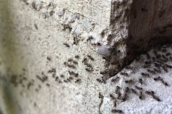 Acrobat Ants forming a trail on a house foundation, image provided by Pest Me Off Pest Control Services.