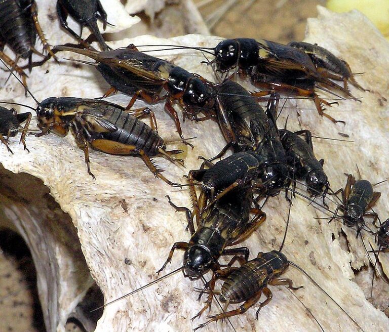 Numerous black crickets swarming on a porch, symbolizing the necessity for Pest Me Off pest control services.