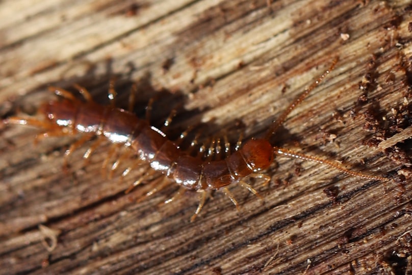 Centipede crawling on wood, indicative of a pest problem, provided by Pest Me Off pest control services for identification guide.