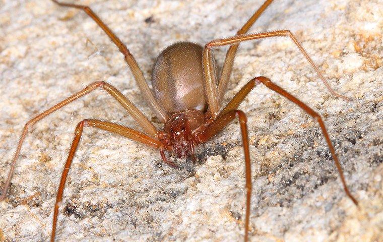 Close-up image of a Brown Recluse spider perched on rocks, provided by Pest Me Off pest control services.