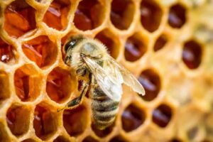 A honey bee meticulously tending to honey combs, a service offered by Pest Me Off pest control to maintain a harmonious ecosystem.