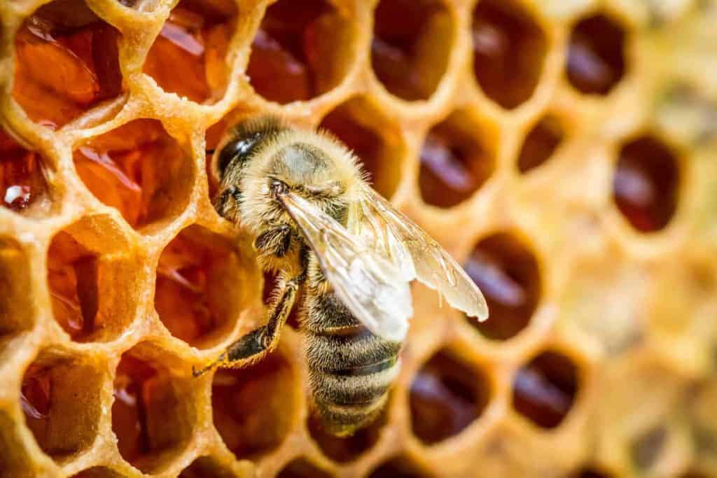 A honey bee meticulously tending to honey combs, a service offered by Pest Me Off pest control to maintain a harmonious ecosystem.