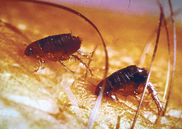 Close-up image of fleas sucking blood, showcasing the pest control services of Pest Me Off