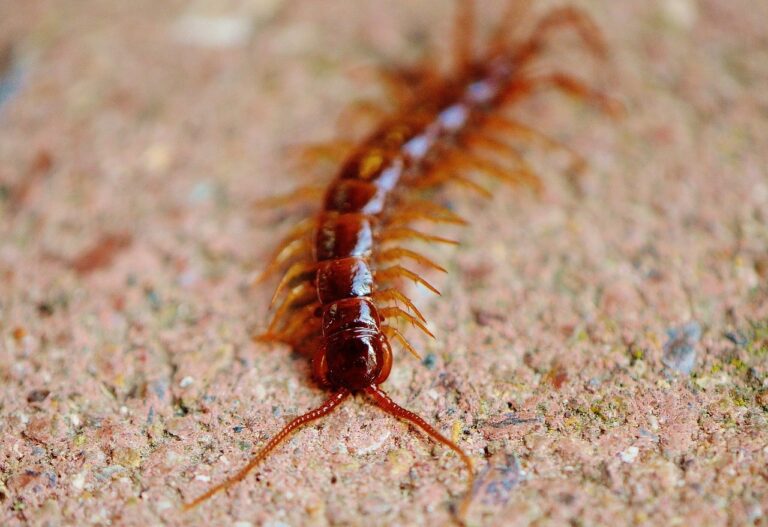 Super close-up image of a centipede provided by Pest Me Off pest control services