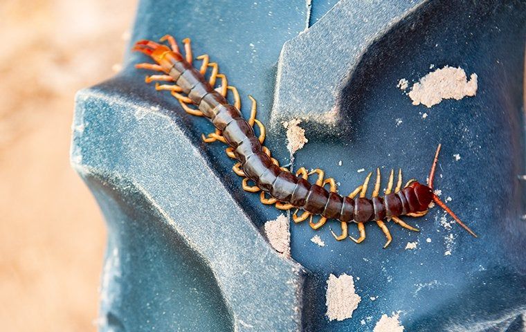 Close-up image of a centipede crawling on a vibrant blue background, as part of Pesk Me Off's pest control campaign.