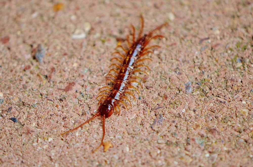 Close-up image of a red centipede crawling on a brick wall, provided by Pest Me Off pest control services.