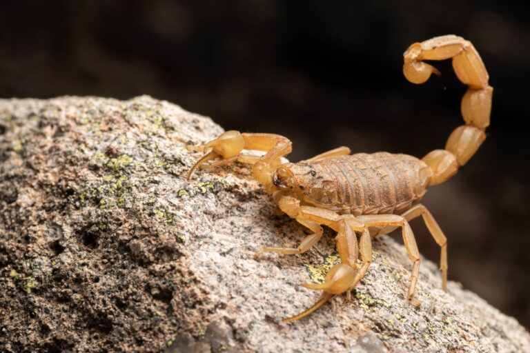 Image of a scorpion in alert mode, captured by Pest Me Off pest control, experts in managing harmful pests.