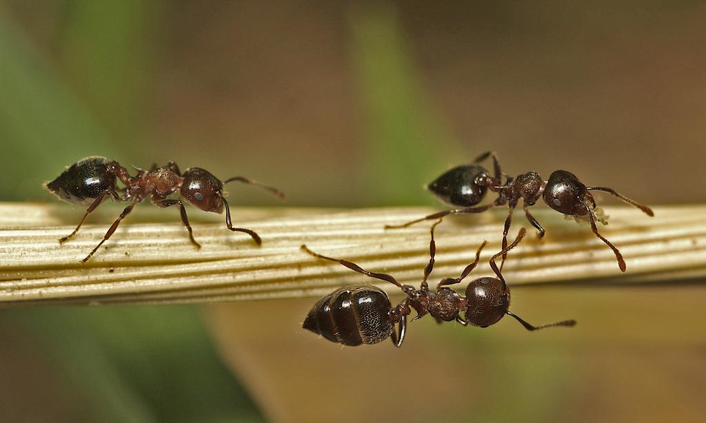 Acrobat Ants