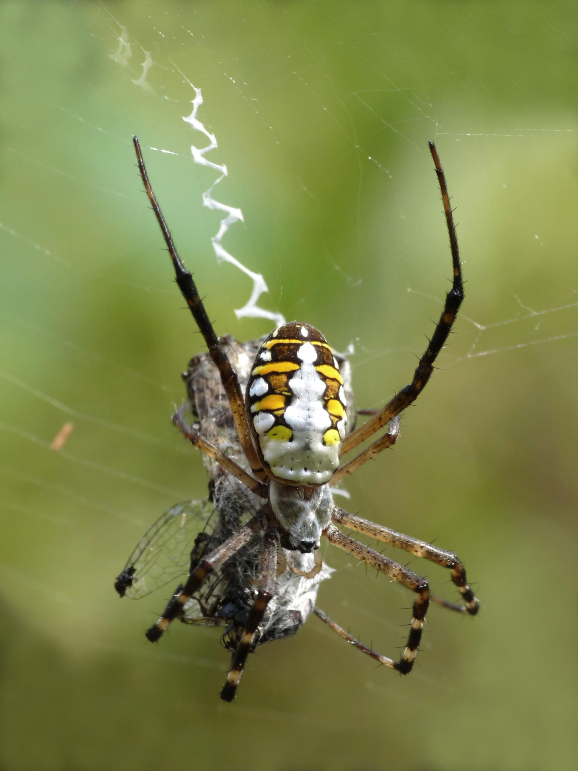 Orb Weaver Spider skillfully encompassing insect in its meticulously woven web, expertly captured by Pest Me Off Pest Control Company