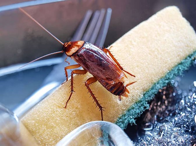 American Cockroach spotted in a sink, demonstrating the need for Pest Me Off pest control services