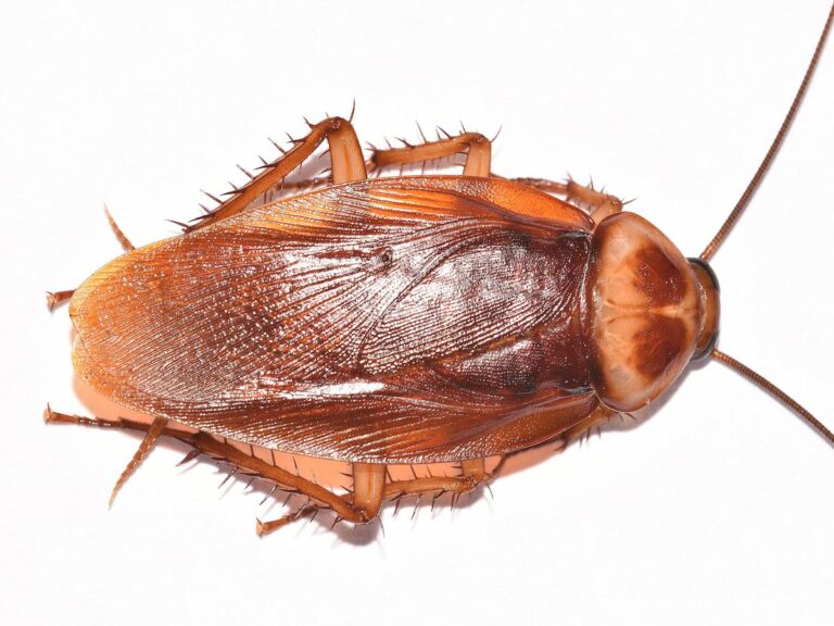 Closeup image of an American Cockroach provided by Pest Me Off, leading pest control company in America.