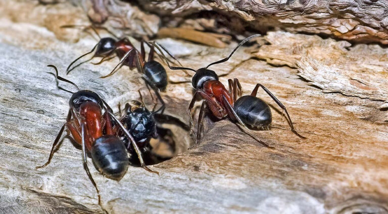 Close-up image showcasing the extent of damage caused by Carpenter Ants, serviced by Pest Me Off pest control