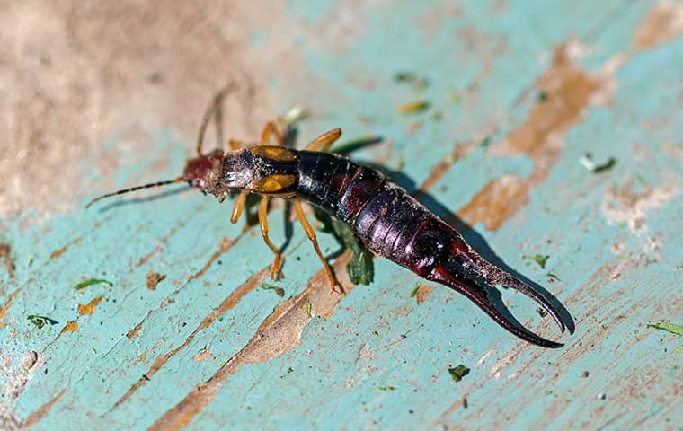 Close-up image of an earwig crawling on a table, showcasing Pest Me Off pest control's expertise in dealing with pest issues.