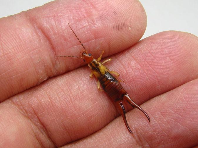 Hand holding an earwig as part of Pest Me Off pest control company's effective pest management services