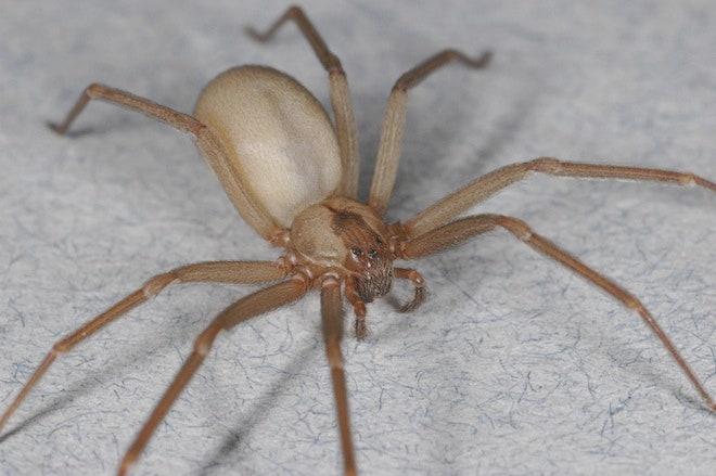 A Brown Recluse Spider, also known as a Violin Spider, featured by Pest Me Off Pest Control company for efficient pest management services.