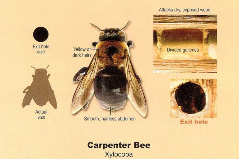 Close-up illustration of carpenter bee for size comparison, provided by Pest Me Off Pest Control Company