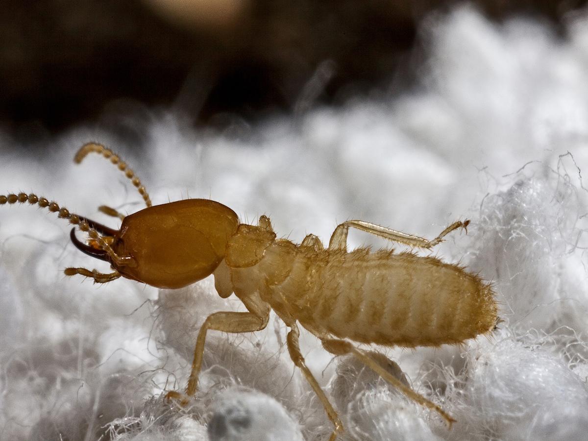 Formosan termite crawling on a white rug, signifying the need for pest control services offered by Pest Me Off company