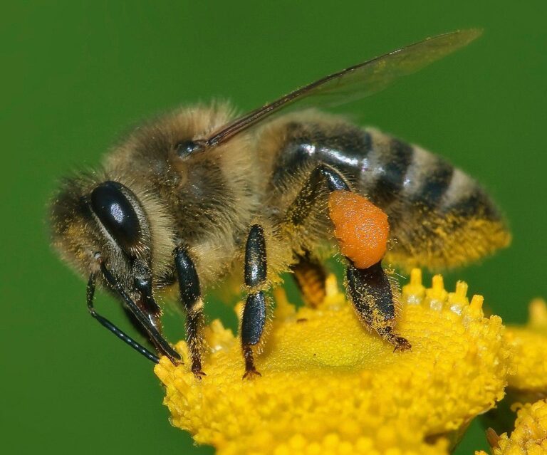 Closeup image of a honey bee atop a vibrant yellow flower, captured by Pest Me Off pest control company - showcasing the importance of beneficial insects in nature.