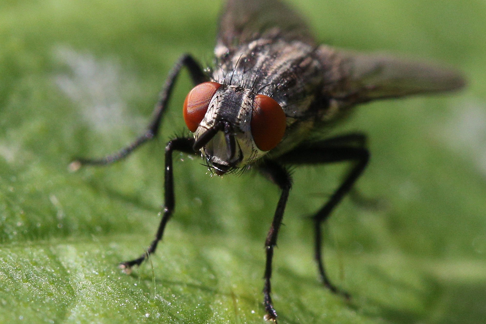 A close-up image of a house fly resting on a leaf outside, showcasing pest control services by Pest Me Off